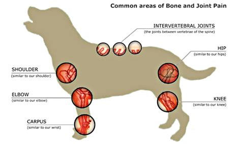 Understanding Arthritis in Dogs and Cats - Bothell Pet Hospital