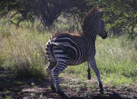 Photography of a Zebra Running · Free Stock Photo