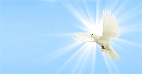 Free download | dove, sky, peace dove, wing, bird, blue, animal world ...