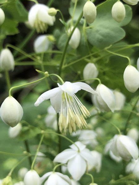 Thalictrum delavayi Album | Wychwood Tasmania