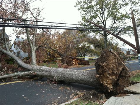 Wind Damage to Large Oak Trees | JLC Online