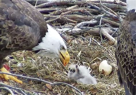 Pittsburgh's second bald eagle egg of the year hatches in Hays | Pittsburgh Post-Gazette