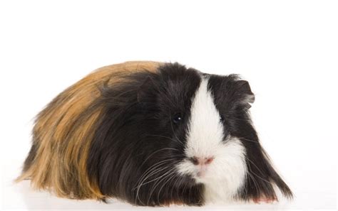 Silkie Guinea Pig: Care, Characteristics, Diet, Health & Origins