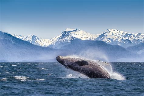 Best Whale Watching Spots in the United States