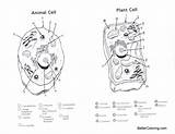 Plant and Animal Cell Coloring Pages  Free Printable sketch template