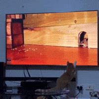 Funny-cat-fails GIFs - Get the best GIF on GIPHY