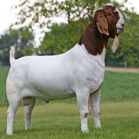 Boer goats for sale in South Africa at a very cheap price