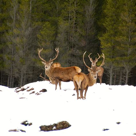 Scotland Car Tours - Private Guided Tours of Scotland