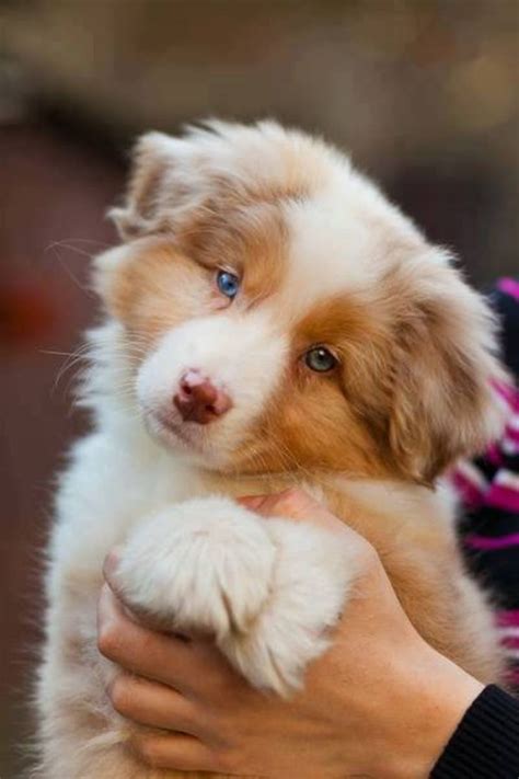 australian shepherd red merle puppy | Aussies! | Pinterest