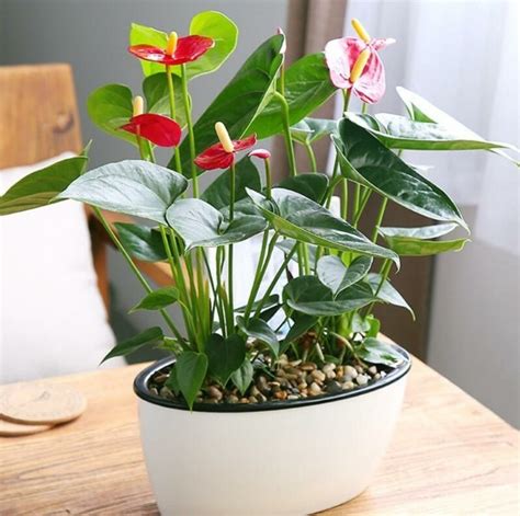 Anthurium Giftig Für Katzen | Lena Achen