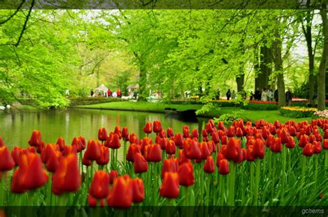 Holland Tulip Gardens HD Wallpapers | HD Nature Wallpapers