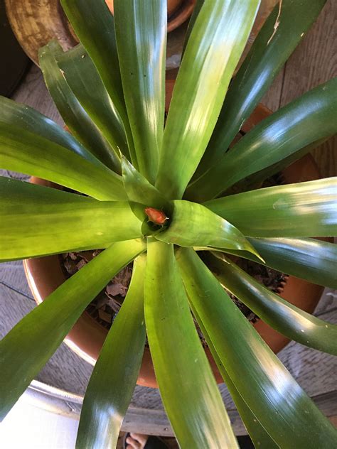 My Bromeliad Finally Bloomed