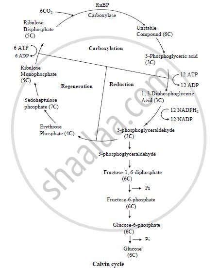 Describe C3 Pathway. - Biology | Shaalaa.com