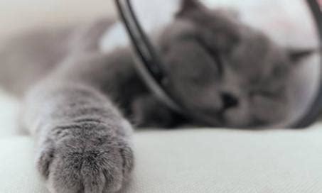 How Much Does it Cost to Spay a Cat? | PetMD