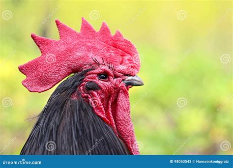 Australorp rooster stock image. Image of head, wings - 98063543