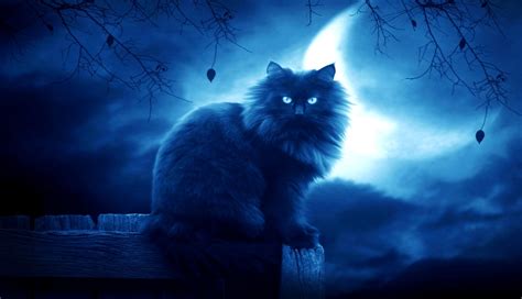 1336x768 cat, black, moon HD Laptop Wallpaper, HD Fantasy 4K Wallpapers, Images, Photos and ...