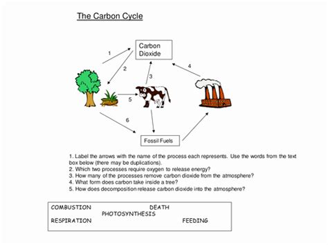 50 Nutrient Cycles Worksheet Answers