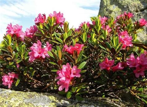 Rhododendron Ferrugineum Dwarf Alpenrose Snow-rose 20 Seeds - Etsy