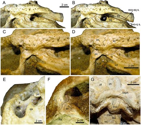 Details of the cranial anatomy of Allodaposuchus precedens Nopcsa, 1928... | Download Scientific ...