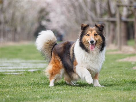 Sheltie Breed Info | Best Food, Training, Grooming | Bil-Jac