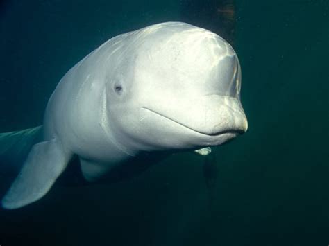 Beluga Whale | Marine Wiki | FANDOM powered by Wikia