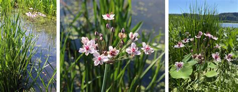 Flowering Rush Control to Begin on Upper Mississippi River - Friends of the Refuge Headwaters