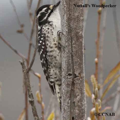 Nuttall's Woodpecker (Dryobates nuttallii) - NUWO