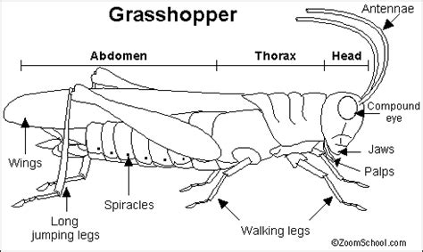 Grasshopper- Enchanted Learning Software