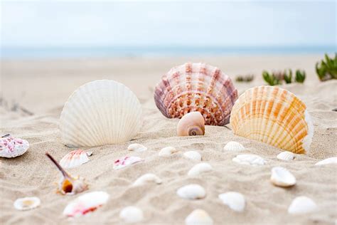 HD wallpaper: assorted-color shells, beach, sand, ocean, sea, summer ...