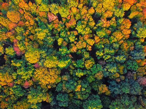 Premium Photo | Aerial view of autumn forest