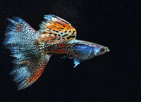 Fancy Guppy Information - Aquatic Magazine