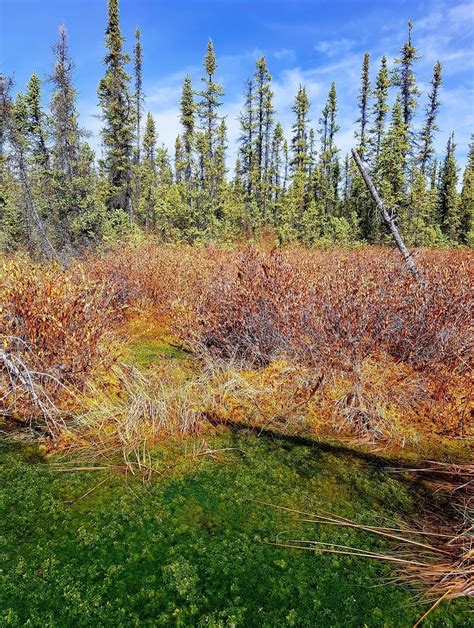 Why peatlands must be restored to keep carbon in the ground | World Economic Forum