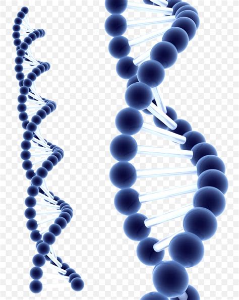 DNA Homo Sapiens Information Cell Biochemistry, PNG, 835x1050px, Dna ...