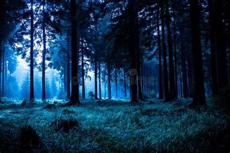 Night forest stock image. Image of pine, night, morning - 23345773