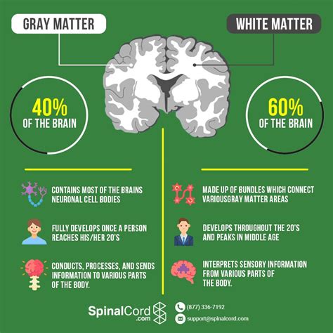 Grey Matter vs White Matter in the Brain