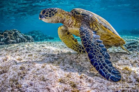 Meet The Iconic Green Sea Turtle - Photo Report - Frank Baensch