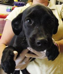 Dachshund/Lab Mix Puppies' Web Page