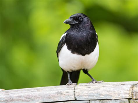 Magpie - Witchipedia