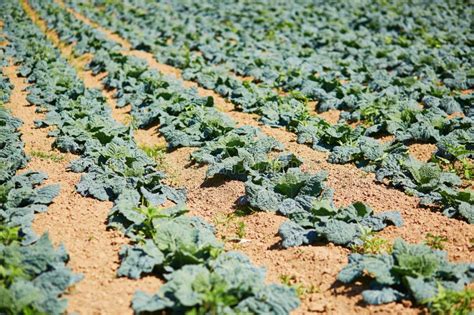 Cabbage field stock image. Image of agriculture, cultivated - 75423443