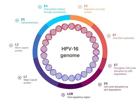 HPV-16 genome structure and its function. | Download Scientific Diagram