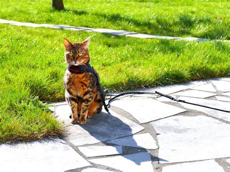 Bengal Cat On A Harness And Leash Sitting Outside Front View Stock Image - Image of beautiful ...