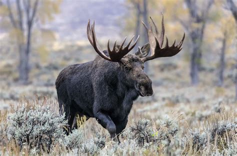 European Moose By Josh Rafin - Wild Deer & Hunting Adventures