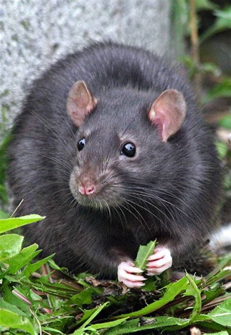 beautiful black rat | Black rat, Cute rats, Rats