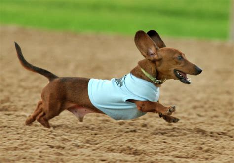Get a long little doggie at Wiener Dog Races - Houston Chronicle