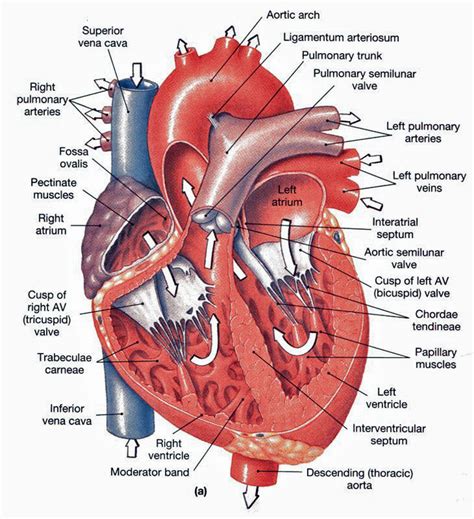 Anatomy Of The Heart