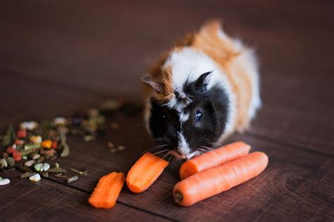 The Ultimate Guinea Pig Feeding Schedule | Petme