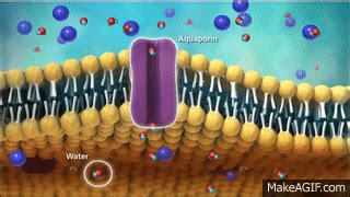 Membrane Transport on Make a GIF