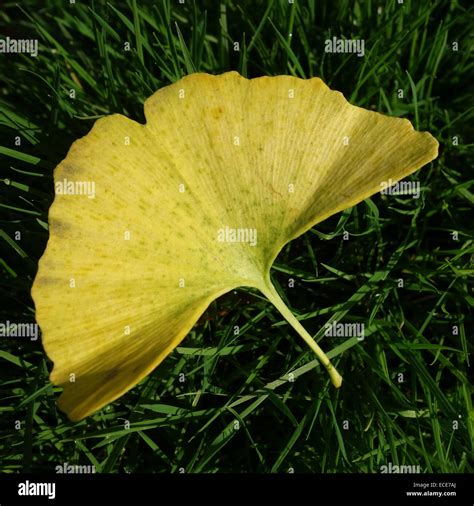 Ginkgo Biloba Leaf Stock Photo - Alamy