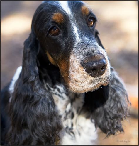 Cocker spaniel anglais à vendre en ville de Saint-Pétersbourg ...