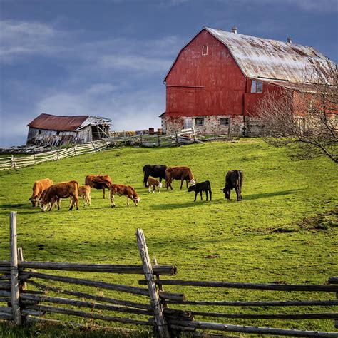 Red Barn And Cows | Old barns, Red barn, Country scenes